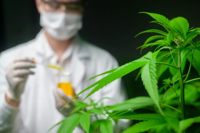 Formula swiss og innosurge samarbejder om billigere medicinsk cannabis i danmark