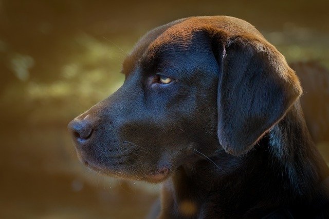 Fugemundstykke til kæledyrsejere: Den ultimative løsning på dyrehår-problemet