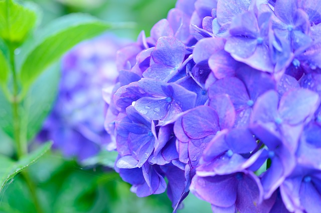 Hydrangea Science: Unraveling the Mysteries Behind the Plant's Unique Characteristics